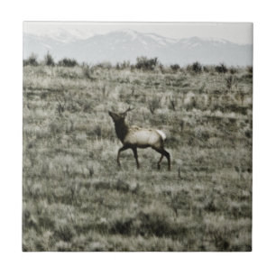 Azulejo Toro Elk P2800 Tile