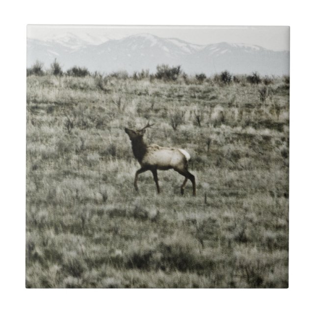 Azulejo Toro Elk P2800 Tile (Frente)