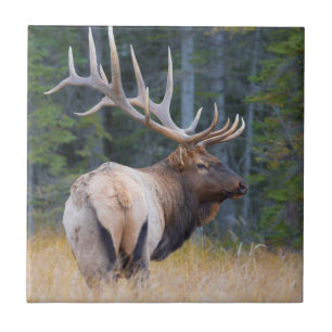Azulejo Toro Rocky Mountain Elk