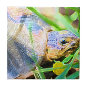 Azulejo Tortuga Angulada Linda Detalles de Sudáfrica