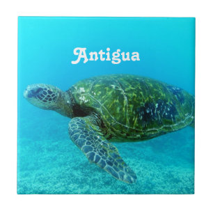 Azulejo Tortuga cargada en cuenta halcón de Antigua