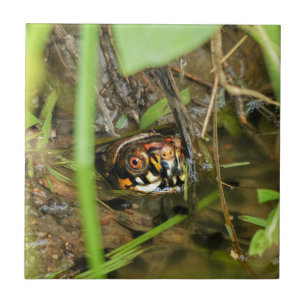 Azulejo Tortuga de caja y tadpoles