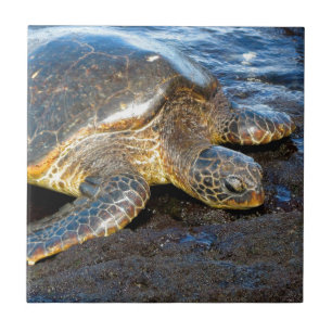 Azulejo Tortuga de mar