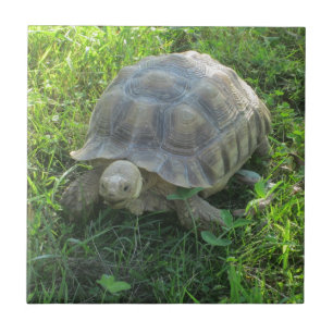 Azulejo Tortuga en hierba