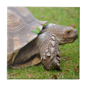Azulejo Tortuga estimulada africana en hierba
