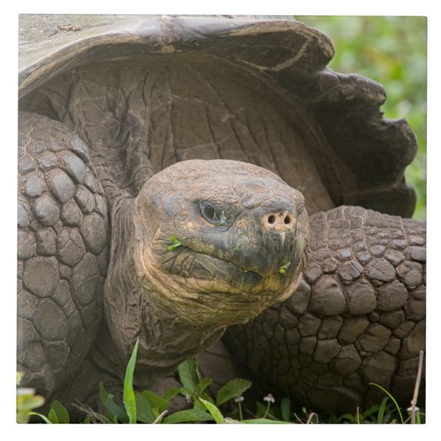 Azulejo Tortuga gigante (Frente)