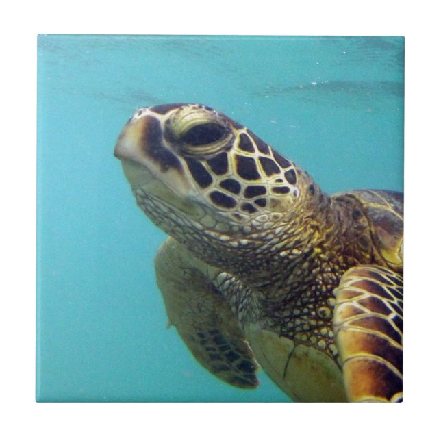 Azulejo Tortuga Hawaii Honu (Frente)