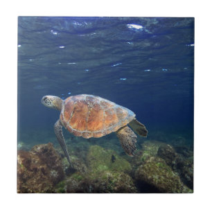Azulejo Tortuga marina verde isla paradisíaca submarina