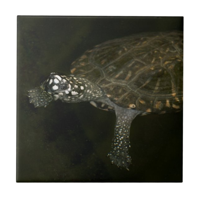 Azulejo Tortuga nadando (Frente)
