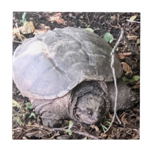 Azulejo Tortuga Tile Cerámico