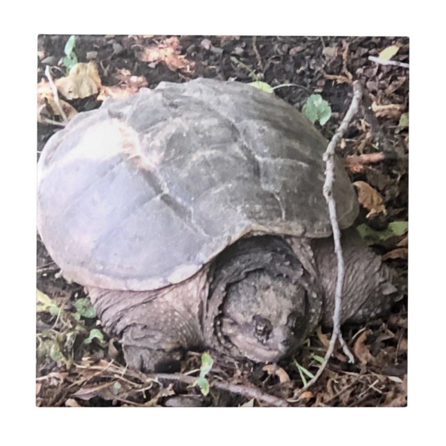 Azulejo Tortuga Tile Cerámico (Frente)