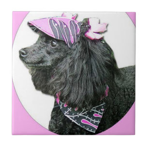 Azulejo Toy Poodle Dog