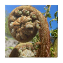 Azulejo Tree Fern Frond