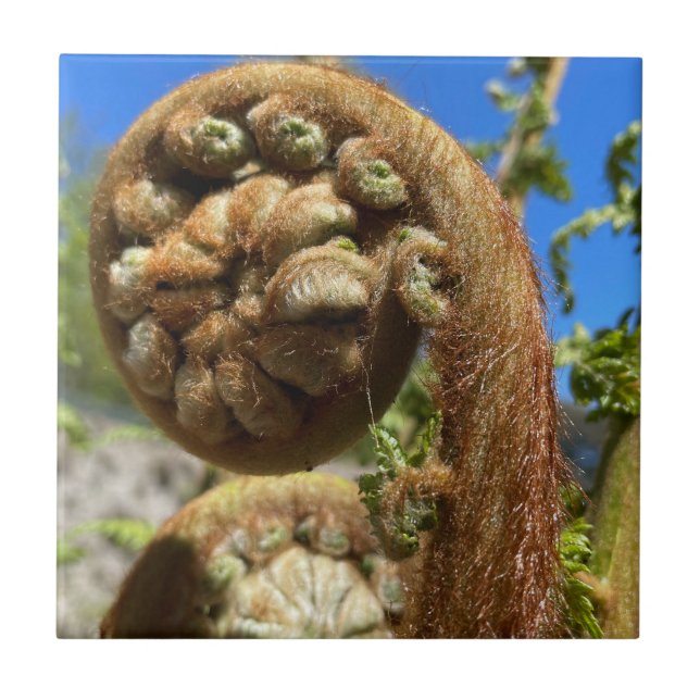 Azulejo Tree Fern Frond (Frente)