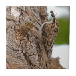 Azulejo Treecreeper estadounidense con error