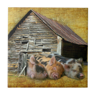 Azulejo Tres Cerditos En El Rústico Barn Snoozing