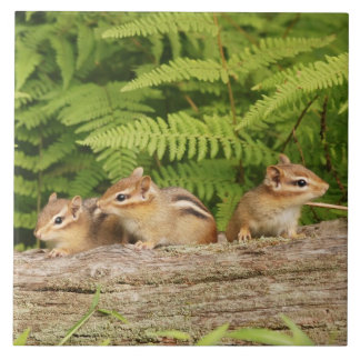 Azulejo Tres Chipmunks lindos del bebé