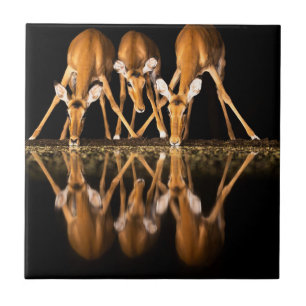 Azulejo Tres impalas beben juntos por la noche
