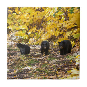 Azulejo Tres osos