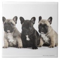 Tres perritos pedigríes