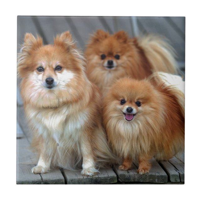 Azulejo Tres Pomeranians (Frente)
