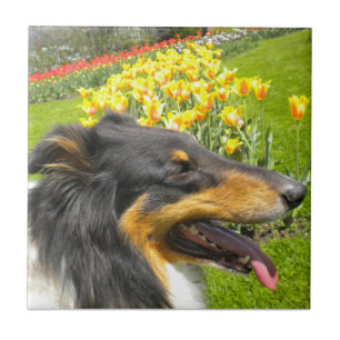 Azulejo Tri Collie N the Tulips Tile Trivet