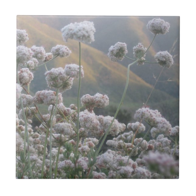 Azulejo Trigo negro de California (Frente)