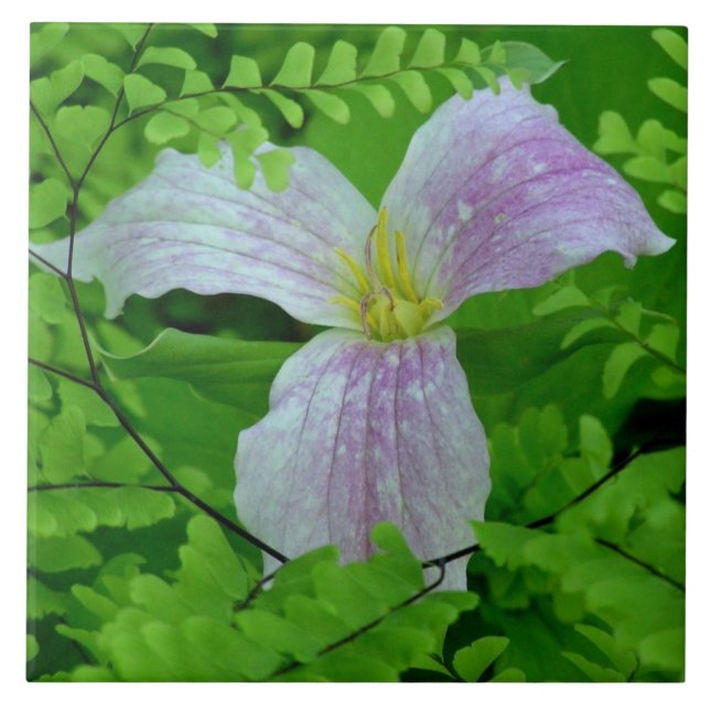 AZULEJO TRILLIUM Y FERNES AZULEJOS/TRIVET (Frente)