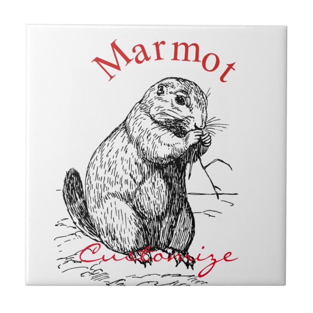 Azulejo Trineo de animales de la marmota (Frente)