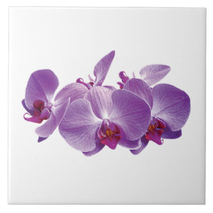 Azulejo Trío de Orquídeas Purpúreas