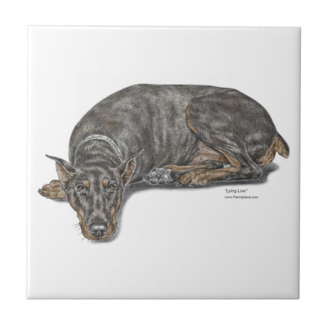 Azulejo Triste culpable mirando a Doberman (Frente)