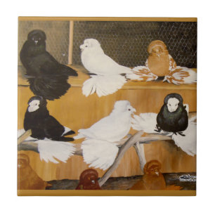 Azulejo Trumpeter Pigeon Champions