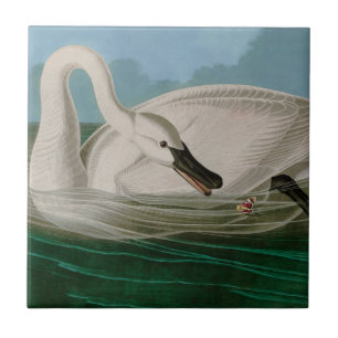 Azulejo Trumpeter Swan Birds of America Audubon Print