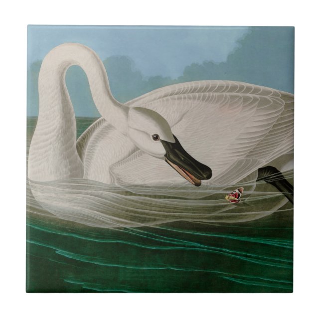 Azulejo Trumpeter Swan Birds of America Audubon Print (Frente)