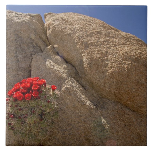 Azulejo Tubo de macizo de Claret o de Mojave en flor (Frente)
