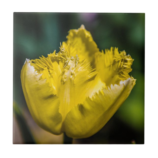 Azulejo Tulip amarillo (Frente)