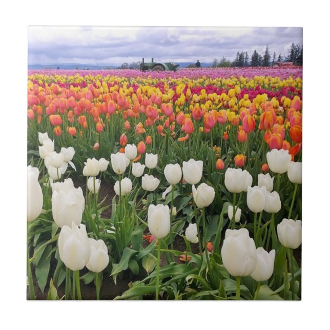 Azulejo Tulip Farm (Frente)