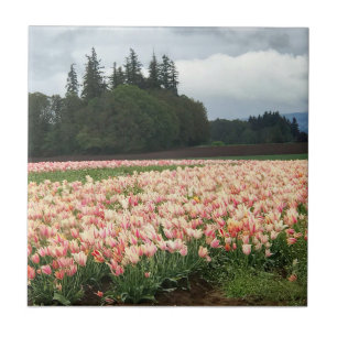 Azulejo Tulip Field, Oregón
