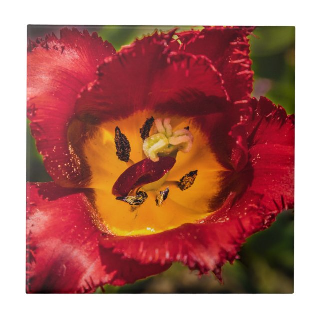 Azulejo Tulip rojo (Frente)