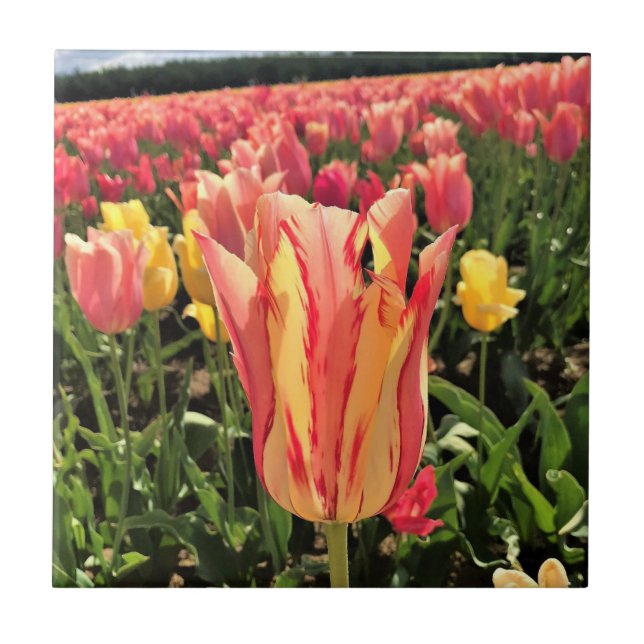 Azulejo Tulipán de primavera de bonito, Oregón (Frente)