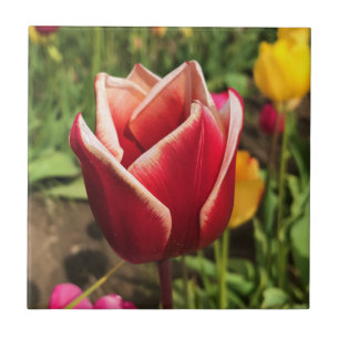 Azulejo Tulipán Leen Van Der Mark, Oregon
