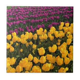 Azulejo Tulipán morado y amarillo, Oregón