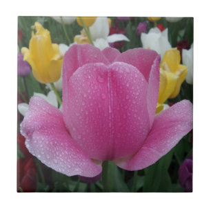 Azulejo Tulipán pequeño (4,25" x 4,25") Tile de fotografía
