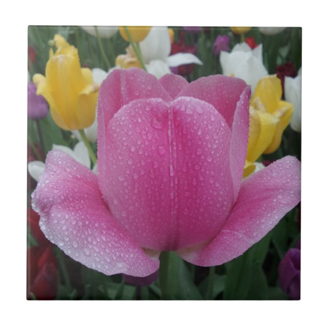 Azulejo Tulipán pequeño (4,25" x 4,25") Tile de fotografía (Frente)
