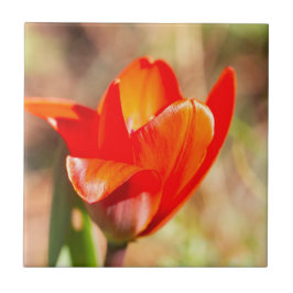 Azulejo Tulipán Rojo