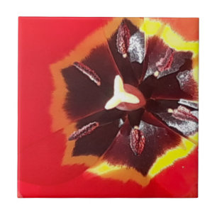 Azulejo Tulipán Rojo Escarlata Tile Cerámico