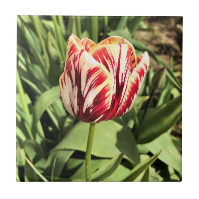 Azulejo Tulipán rojo y blanco (Frente)