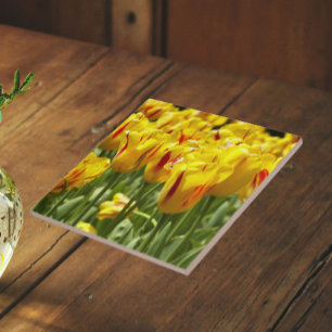 Azulejo Tulipanes amarillos con flor de franjas rojas
