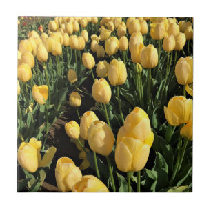 Azulejo Tulipanes amarillos en un campo, Oregón
