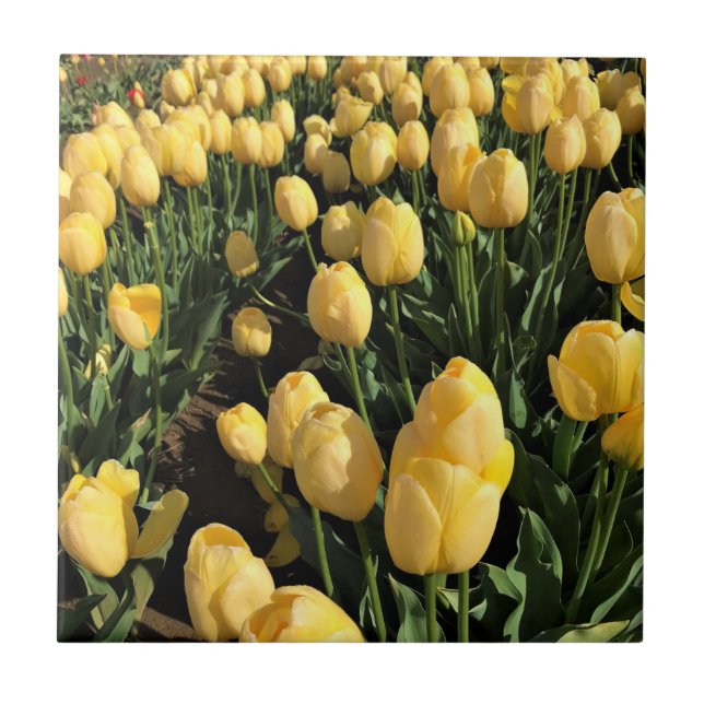 Azulejo Tulipanes amarillos en un campo, Oregón (Frente)